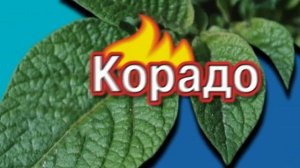 Корадо общий