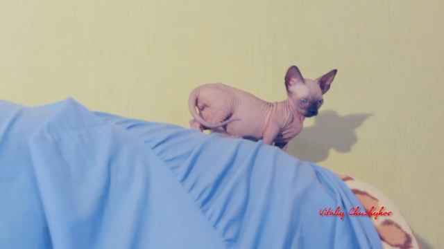 Котята "Бамбино" bambino kittens смотреть онлайн