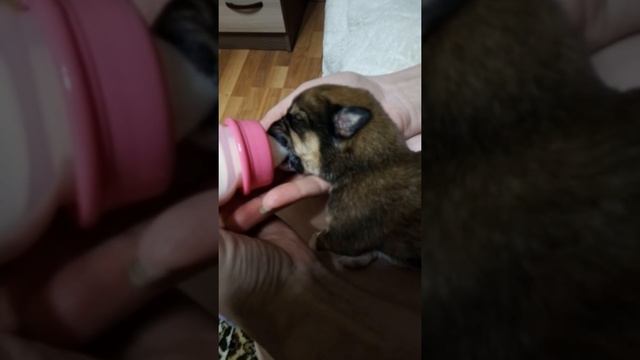 Спасаем щенка смотреть онлайн