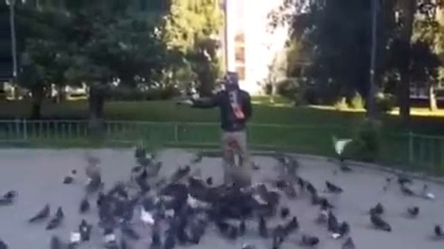 Сергей Зверев кормит голубей в парке смотреть онлайн