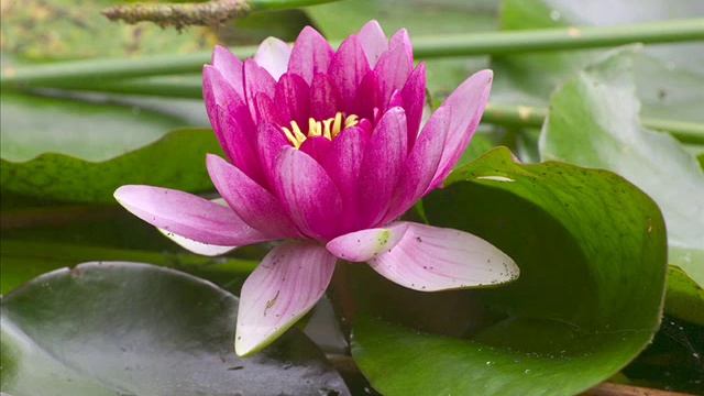 Era tara shakti mantra смотреть онлайн