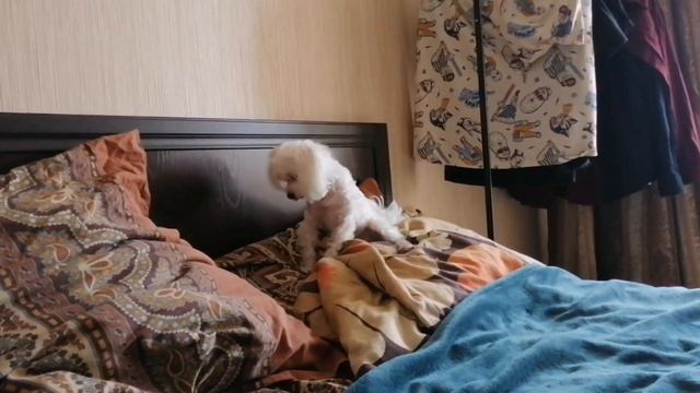 ДОМАШНИЙ ВЛОГ/МАЛЬТИЙСКАЯ БОЛОНКА смотреть онлайн