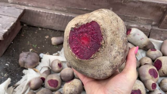 СПОСОБ ХРАНЕНИЯ БЕЗ ПОТЕРЬ МОРКОВИ И СВЁКЛЫ! ОТЛИЧНЫЙ УРОЖАЙ ПЕРЦА В СЕНТЯБРЕ! смотреть онлайн