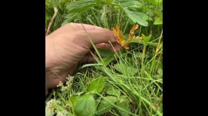 Челябинская область, село Кулуево.