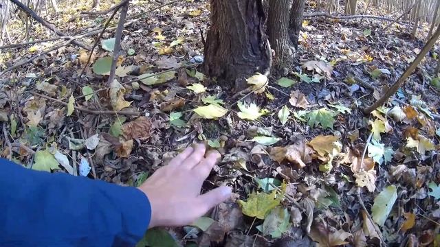 Тихая охота. Вечерние опята или спонтанный выезд на грибалку смотреть онлайн