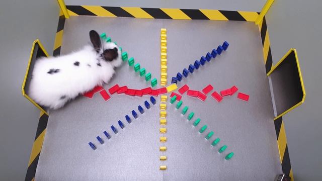 Cute BUNNY RABBITS in extreme RAINBOW DOMINO TEST смотреть онлайн
