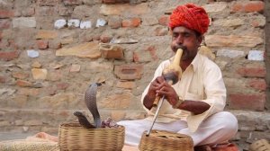 Королевская Кобра. Как дрессируют змей?