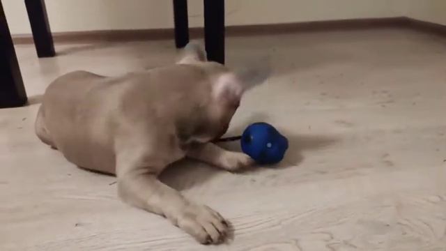 Французский бульдог Тэй😘 смотреть онлайн