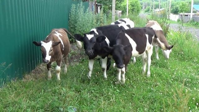 В деревне и гуси и коровы...кого только нет!