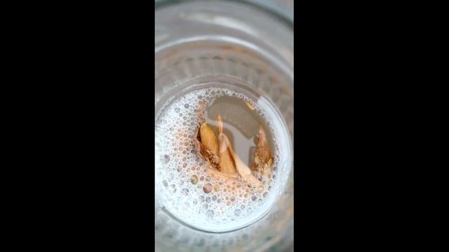 Ясень маньчжурский - руководство по выращиванию смотреть онлайн