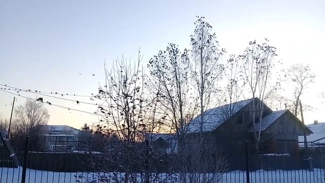 Свиристели прилетели - прилетели и запели!
Наши сибирские "попугаи" смотреть онлайн