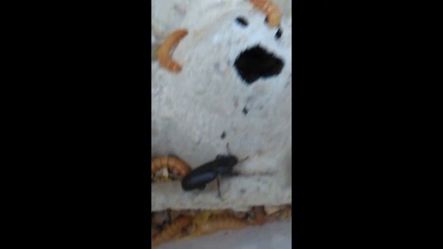 Creative Meaworms! - Tarme Della Farina Creative! - Tenebrio Molitor