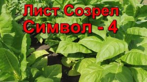 Созревание листа и первая ломка сорт Табака  Символ - 4.