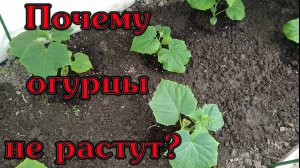 Почему огурцы не растут