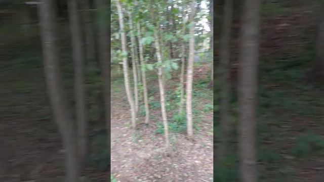 Участок с домом, баней и живописным ручьем в д. Жедочи смотреть онлайн