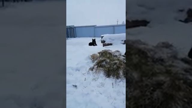 ВСЛ Петра Дерюга, Омская область...