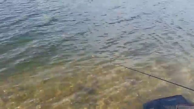 Ловля весенней плотвы на бомбарду(сбирулино) смотреть онлайн