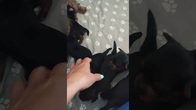 Растем,радуемся, наслаждаемся.Продажа щеночков Евпатория+79788972514 Доставка в любую точку мира👌 смотреть онлайн