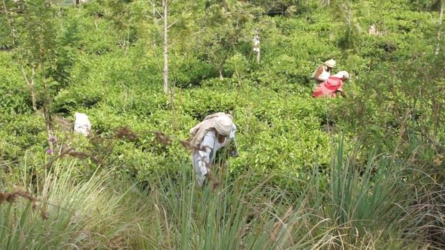 Сбой чая на Шри Ланке