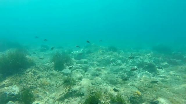 Аквариумные рыбки в море смотреть онлайн