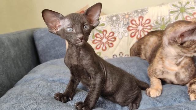 Котёнок смотреть онлайн