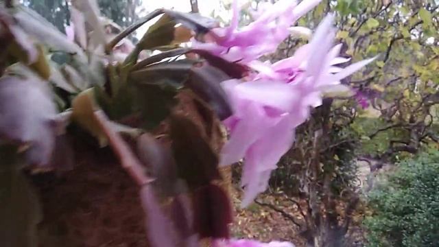 Розовый рождественник цветёт смотреть онлайн