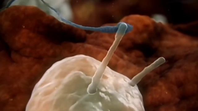 Ek ladki kaise pregnant hoti hai (animation video) смотреть онлайн