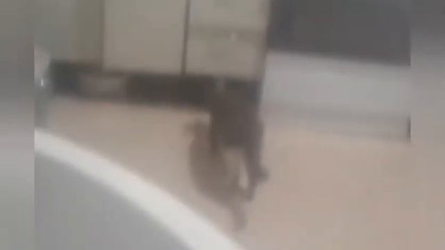 Кошка съела крысу смотреть онлайн