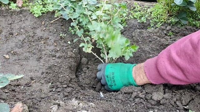 Когда можно и как посадить крыжовник. смотреть онлайн