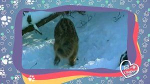 Амурский лесной кот