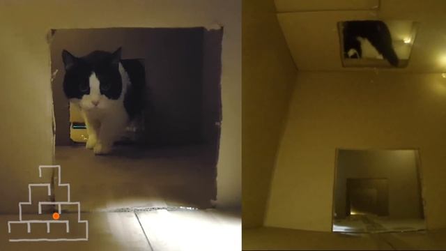 Huge Four Level Christmas Tree – a Maze For The Cat!! смотреть онлайн