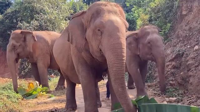 True Facts: Elephants