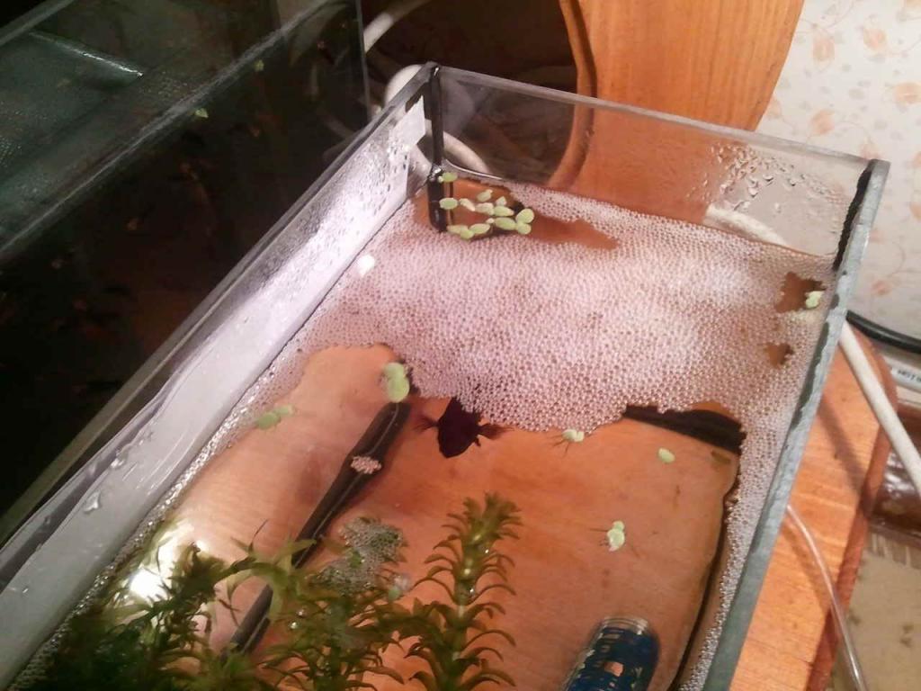 Нерест петушков дамбо. Продолжение. Spawning betta splendens Half moon Dambo смотреть онлайн