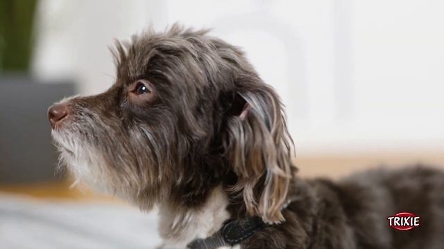 Салфетки-напальчники "TRIXIE" для ухода за ушами собак, кошек и домашних грызунов #BRANDS4PETS смотреть онлайн