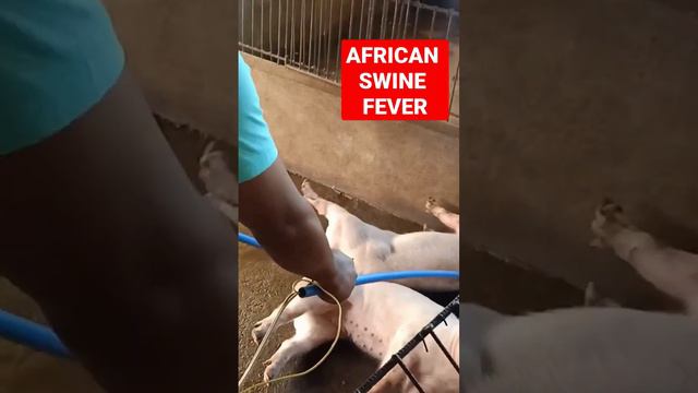 Pagpatay sa mga baboy na may ASF - African Swine Fever #asf #veterinarian #vet смотреть онлайн