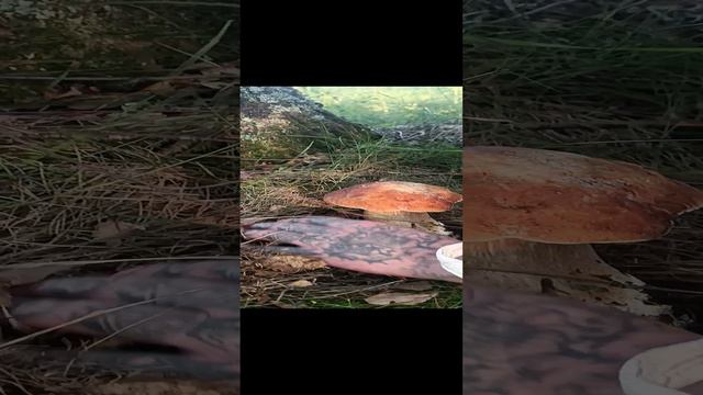 Не грибной год. 🍄🍄🍄