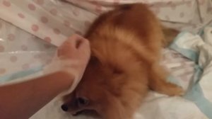 Роды у шпица 3 часть