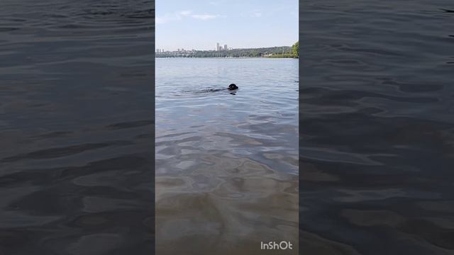 Лабрадоры #лабрадор