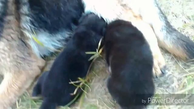 Как растут щенки немецкой овчарки!!!//3 недели смотреть онлайн