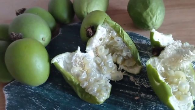 Маракуйя Северная от Степана Михайловича. Что выросло. Работа над ошибками. Мои предположения. смотреть онлайн