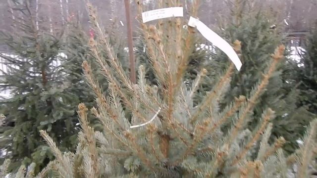 "Садовый Центр № 1" на Новой Риге - Ель Колючая Глаука 160 см на Новый Год! смотреть онлайн
