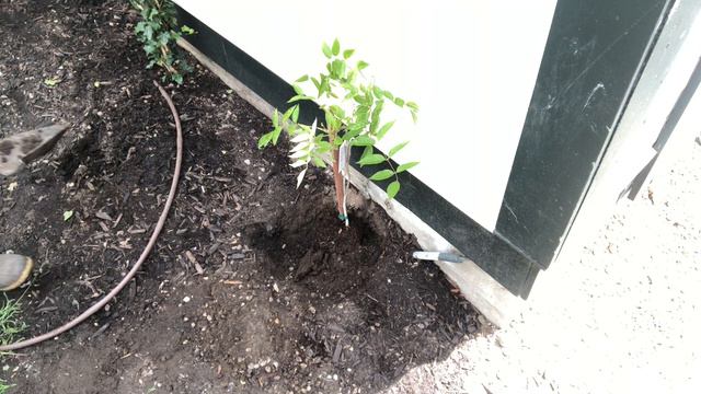 Planting a new wisteria vine смотреть онлайн