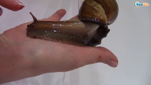 ВЛОГ Идем на продуктовый Шопинг для питомцев, Ярослава Купает и Кормит Черепаху и Улитку смотреть онлайн