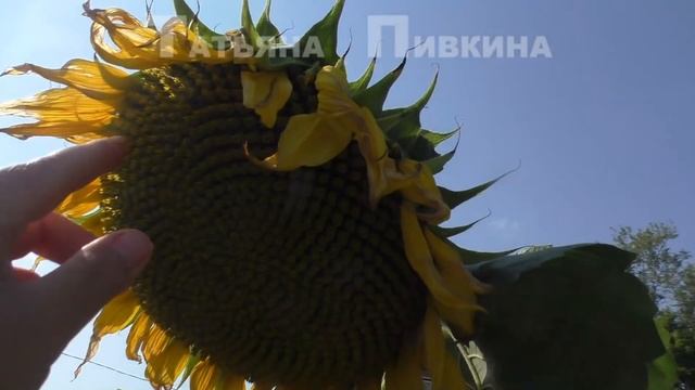 #Подсолнухи и кукуруза на моём огороде, 12 августа 2016 г. смотреть онлайн
