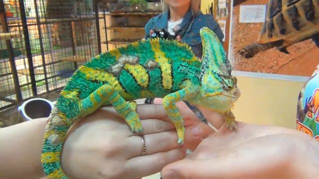 ☆ВОЗВРАЩЕНИЕ "Арина Lady" ☆КОНТАКТНЫЙ ЗООПАРК☆ смотреть онлайн