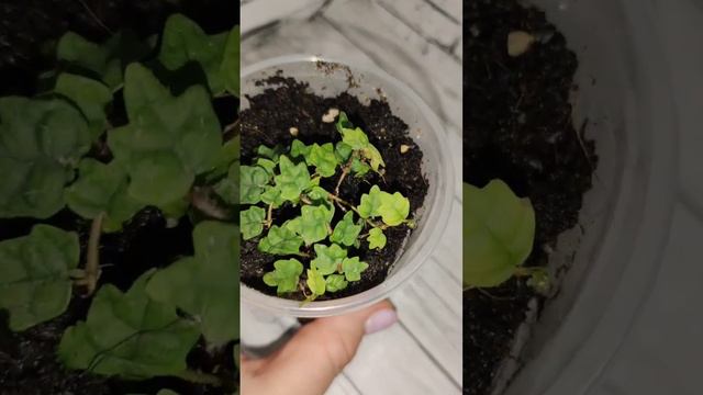 ФИКУС ДУБОЛИСТНЫЙ смотреть онлайн