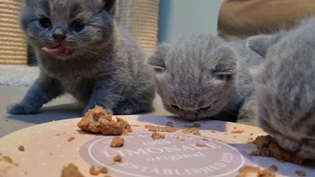 Котята учатся кушать первый раз самостоятельно. Kittens learn to eat by themselves. смотреть онлайн