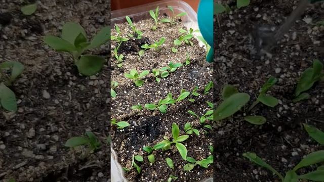 гвоздика шабо , подкормка растюшек кальциевой силитрой , после пикеровки ?????? смотреть онлайн