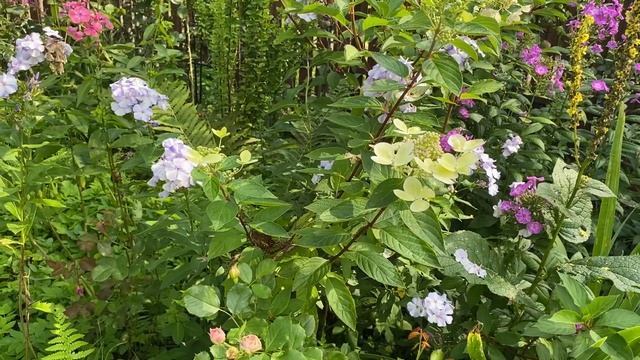 Гортензии Графити, Вимс Ред и Скайфолл. Осенние яркости. 31.08.23. #гортензии_в_Подмосковье смотреть онлайн