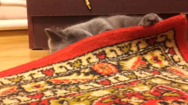 Кот Марсик и ковер смотреть онлайн